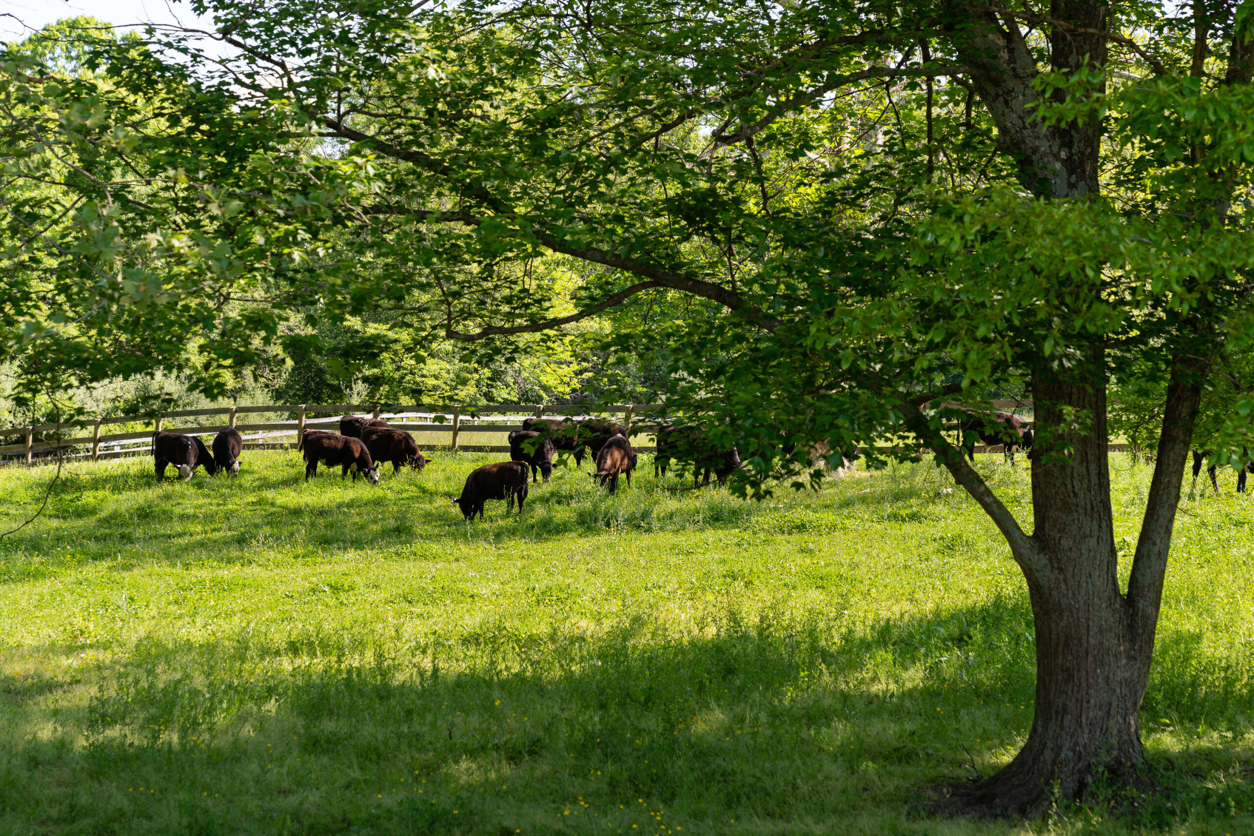 Adaptive Grazing