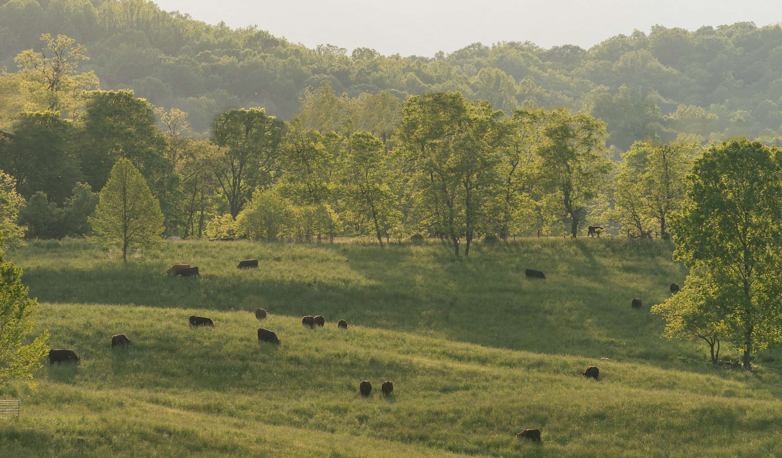 Cows Grazing