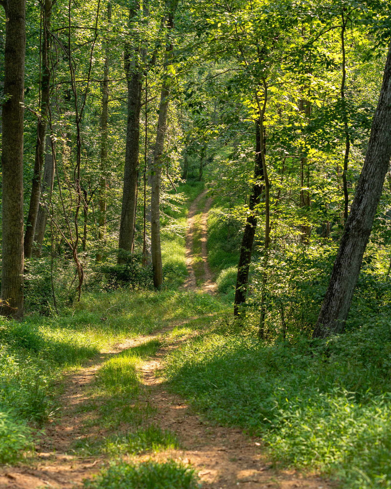 Woods with hiking trails