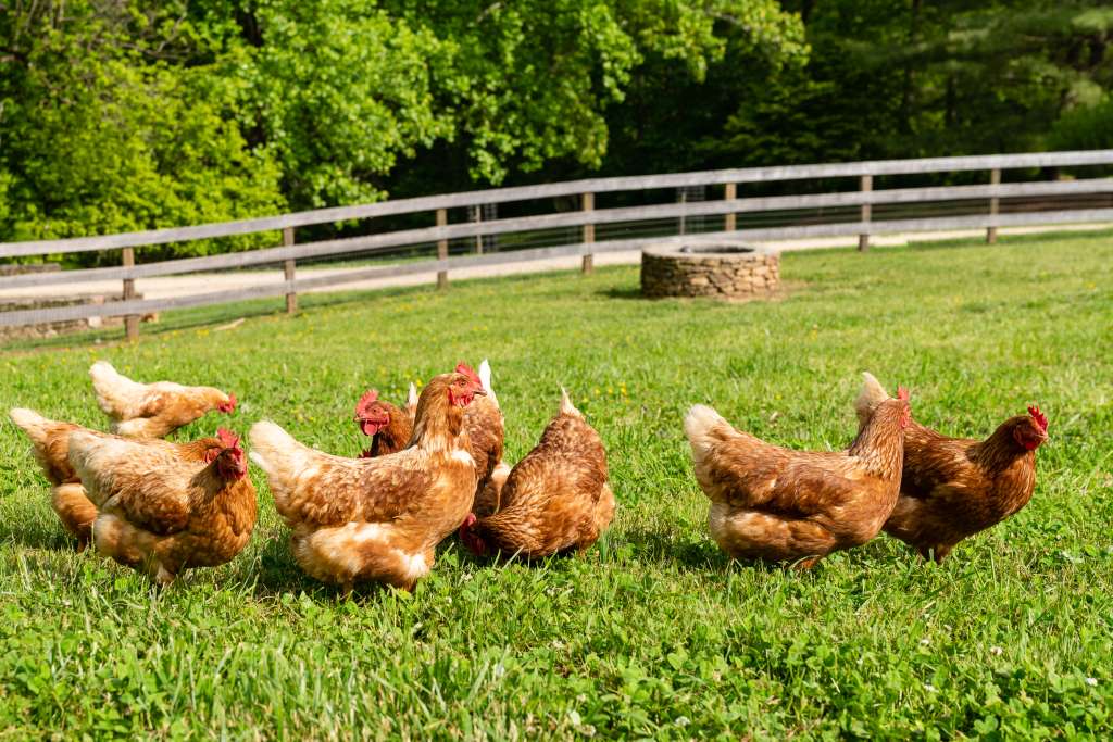 chickens in field