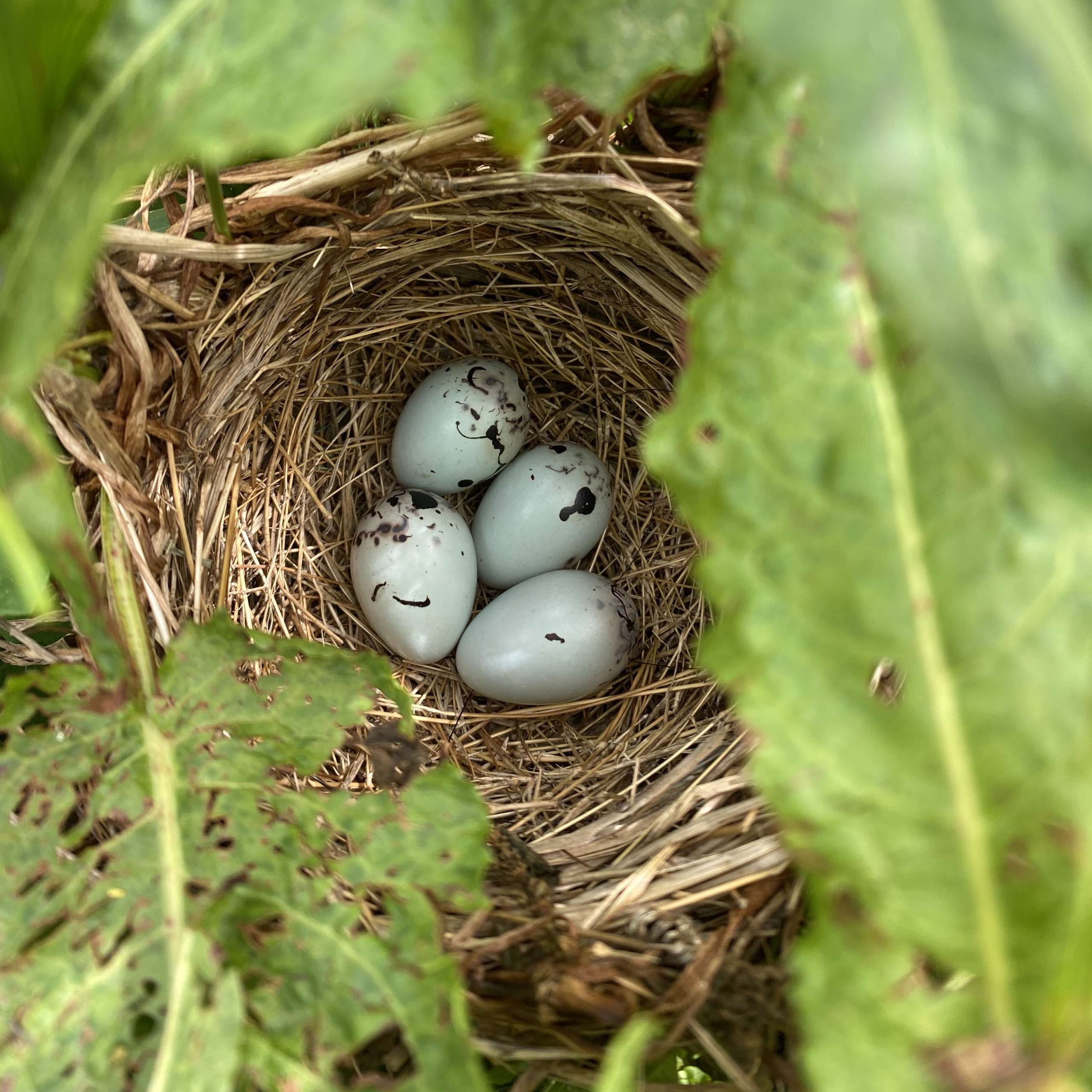 Blackbird Eggs