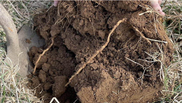 Soil Health