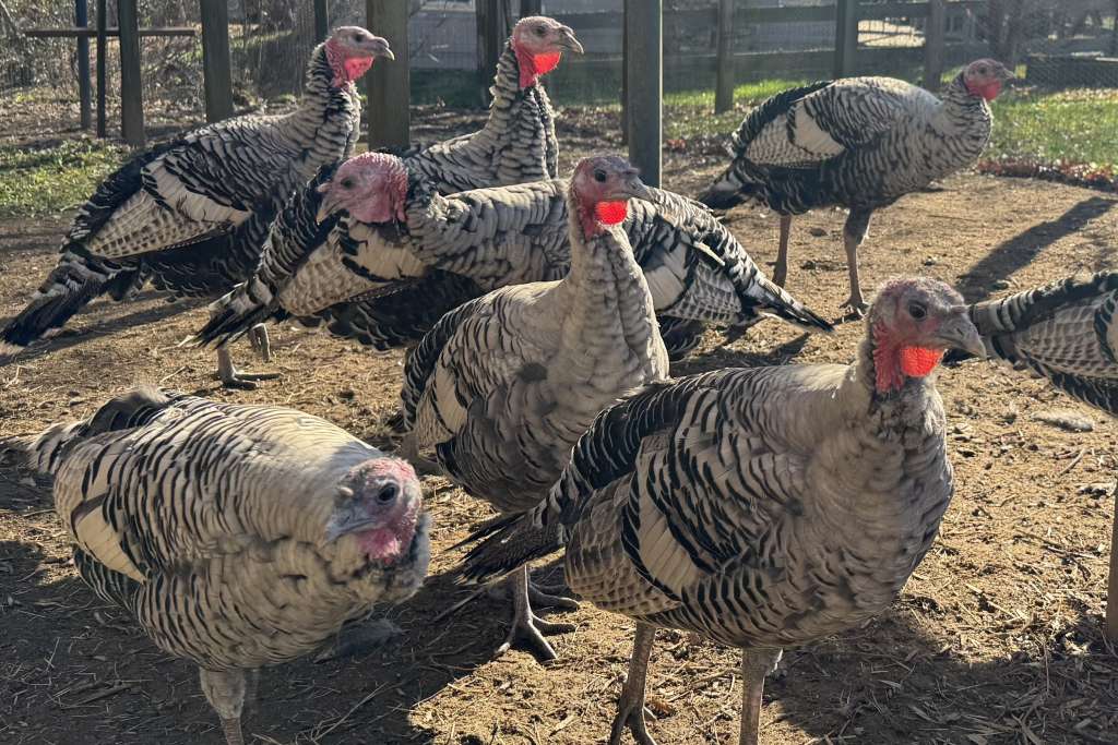 Turkeys