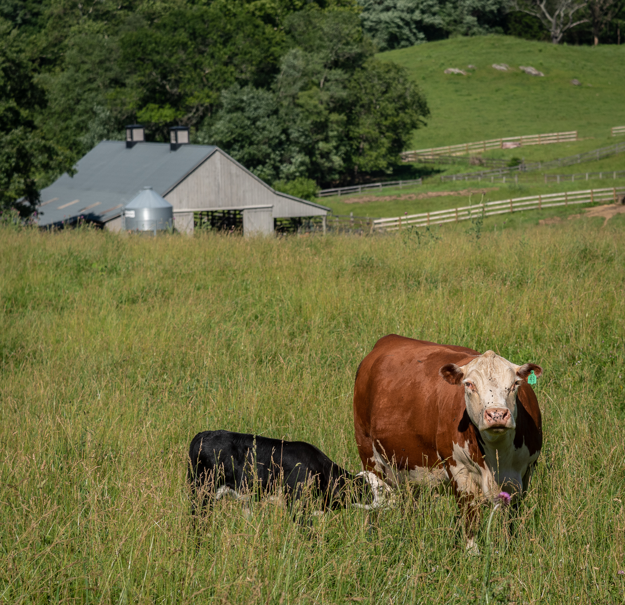 Adaptive Grazing