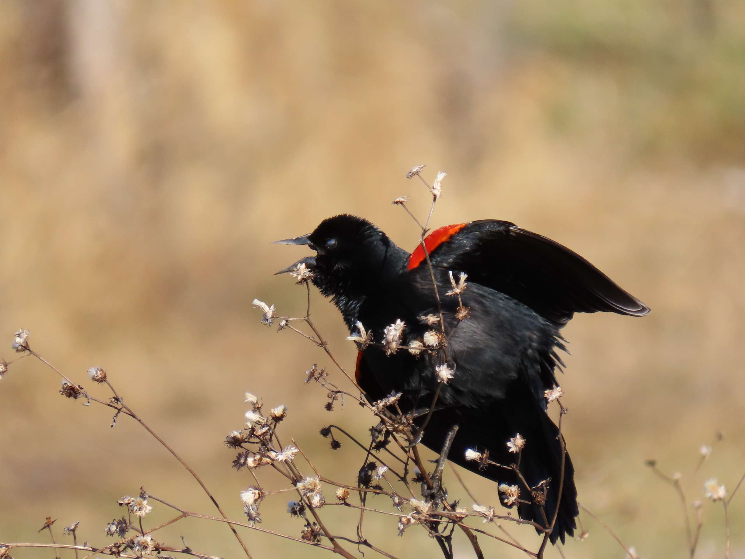 Bird life blackbird