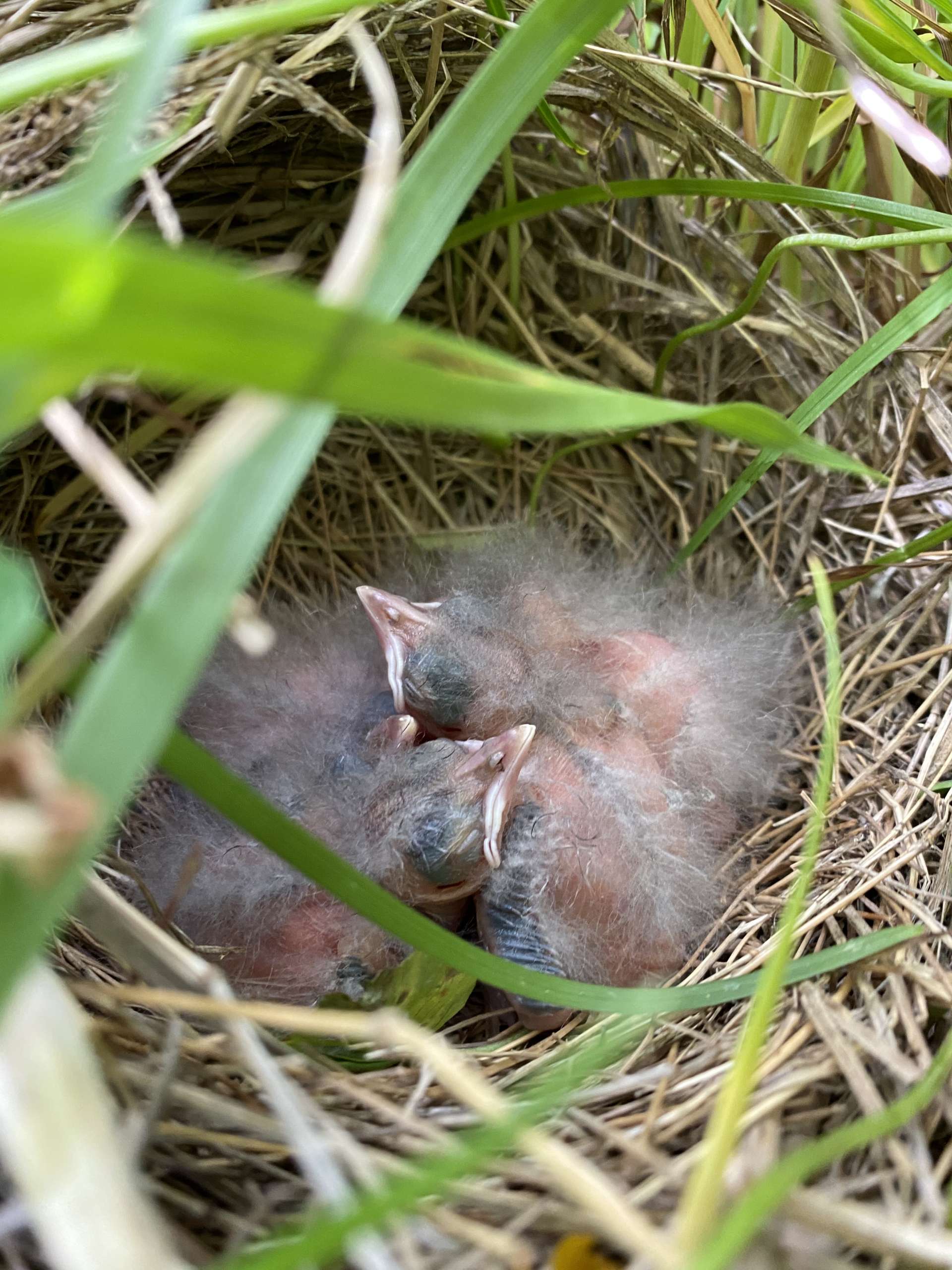 Meadowlark-Nestlings