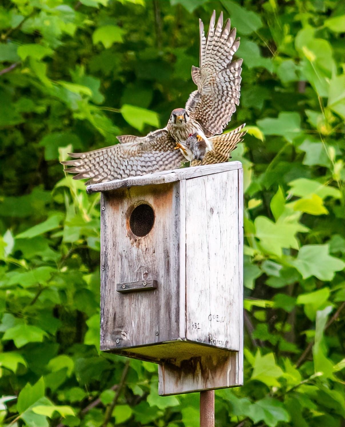 kestrel-black-bird